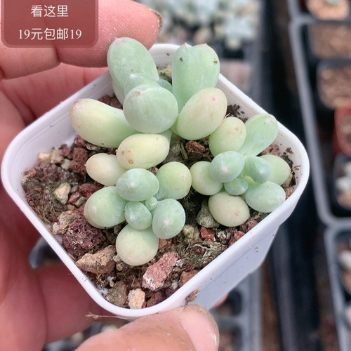 萤火虫奶酪