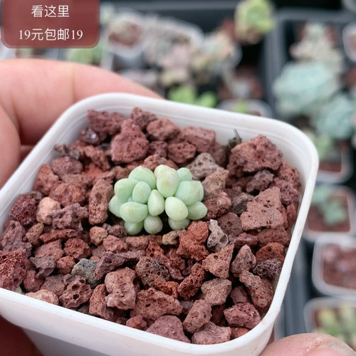 萤火虫奶酪
