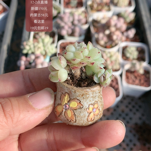 赤水晶朵朵缀带板子带盆