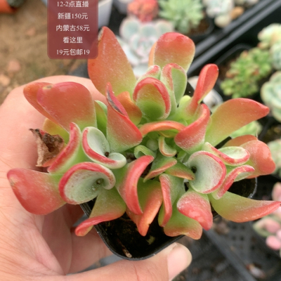 火狐狸