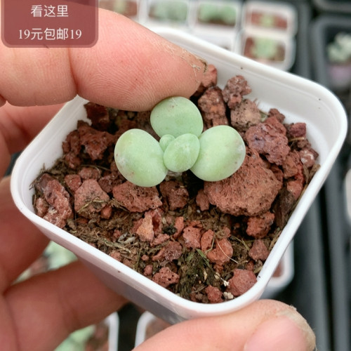 萤火虫奶酪