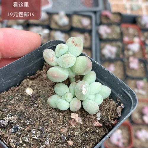 萤火虫奶酪