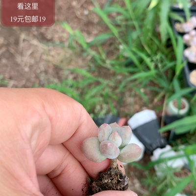 爱马仕橙