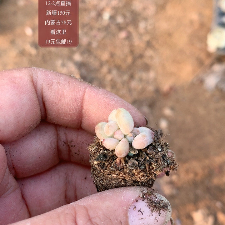 樱花奶,鲜花速递/花卉仿真/绿植园艺,多肉植物,淘宝优惠券,粉丝福利购,淘宝优惠卷