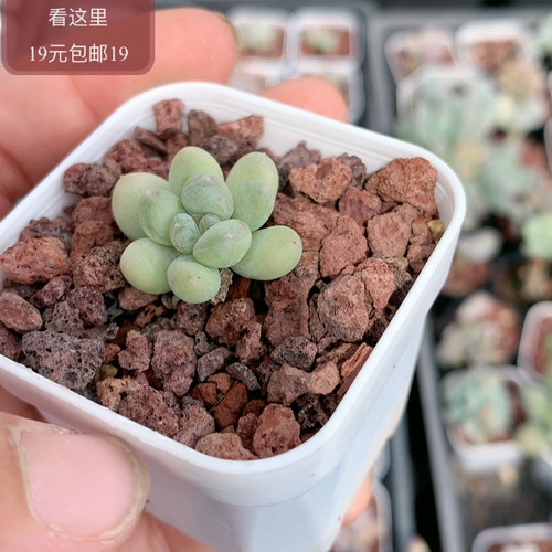 萤火虫奶酪