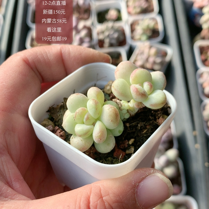 阳光玫瑰,鲜花速递/花卉仿真/绿植园艺,多肉植物,淘宝优惠券,粉丝福利购,淘宝优惠卷