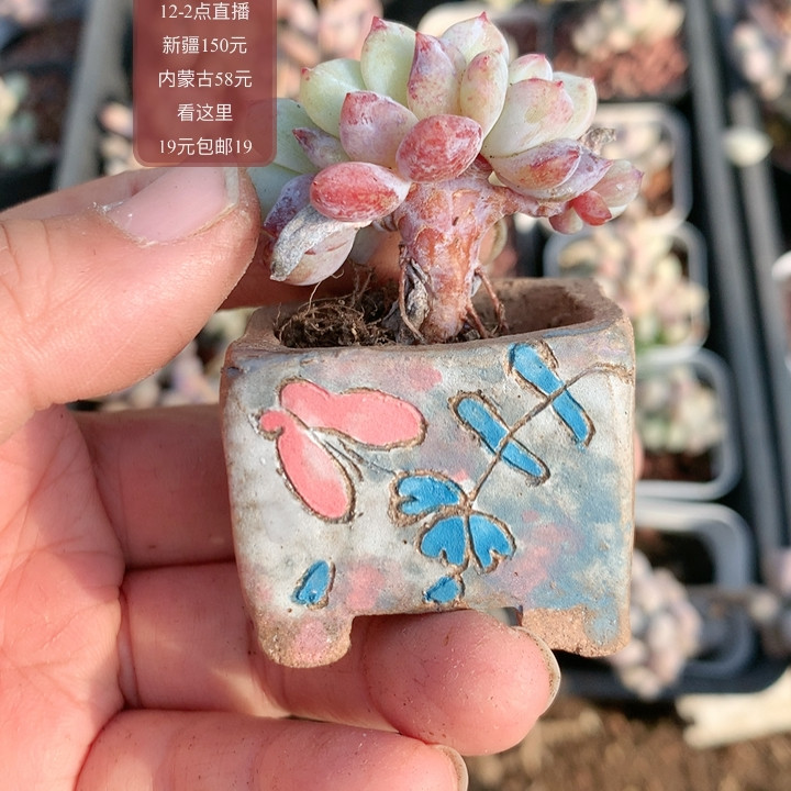 盆,鲜花速递/花卉仿真/绿植园艺,多肉植物,淘宝优惠券,粉丝福利购,淘宝优惠卷