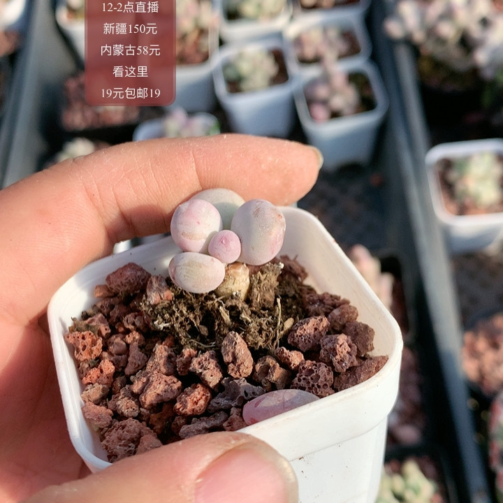 蛋黄,鲜花速递/花卉仿真/绿植园艺,多肉植物,淘宝优惠券,粉丝福利购,淘宝优惠卷