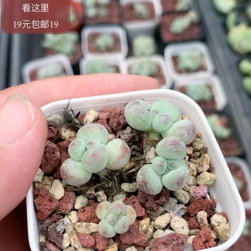 萤火虫奶酪