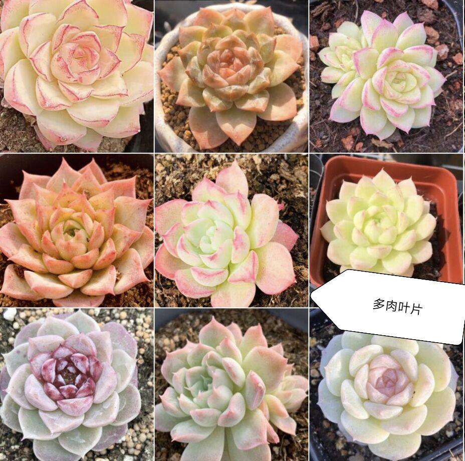 多肉植物雪莲橙梦露粉蓝鸟冰玉芙蓉凌雪包邮促销多肉植物 桃夭夭多肉 淘优券