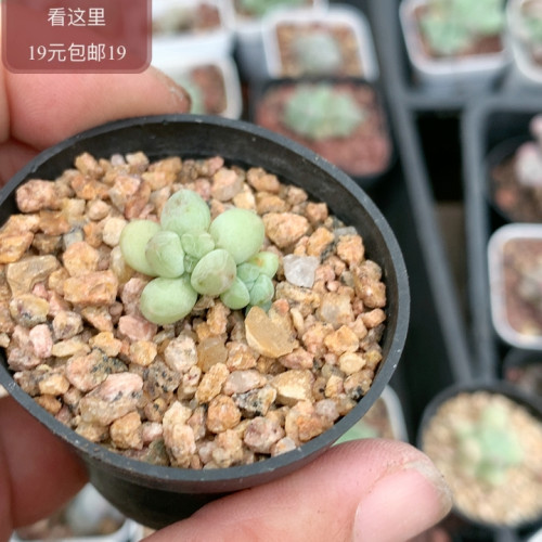 萤火虫奶酪