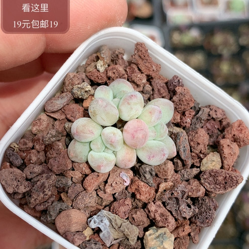 萤火虫奶酪