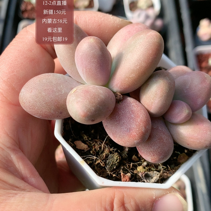 糖果奶,鲜花速递/花卉仿真/绿植园艺,多肉植物,淘宝优惠券,粉丝福利购,淘宝优惠卷