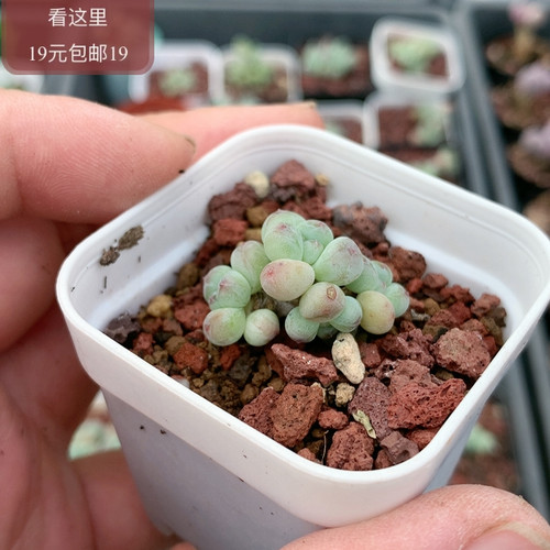 萤火虫奶酪