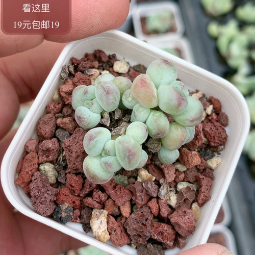 萤火虫奶酪