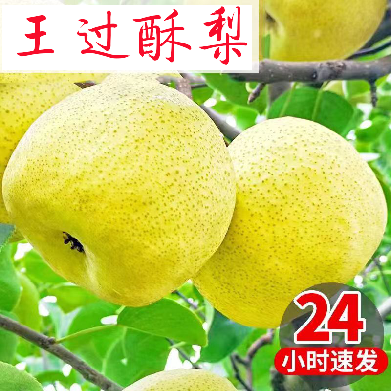 山西运城王过酥梨蜜梨整箱10斤中果包邮新鲜当季水果现摘现发