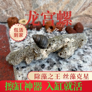 稀有龙宫螺观赏螺工具螺鱼缸除藻吃饲料残渣净化水质石螺原生螺