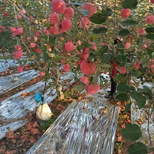 正宗白水苹果 晚熟红富士（沼液生态苹果） 自产自销