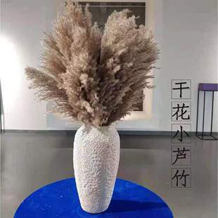 天然水生芦柴小芦竹干花花束婚庆橱窗装饰田园拍摄道具野生芦苇花