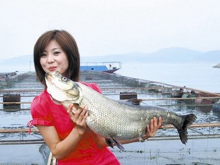 翘嘴白鱼，翘嘴大白鱼，白水鱼，翘嘴红舶，淡水鱼活体鱼苗白丝苗