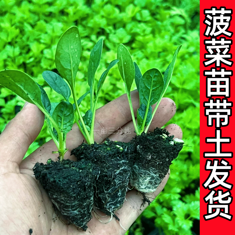秋冬耐寒菠菜苗青菜苗香菜芹菜莴笋甘蓝花菜雪里蕻秧苗盆栽蔬菜苗