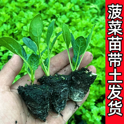 秋冬耐寒菠菜苗青菜苗香菜芹菜莴笋甘蓝花菜雪里蕻秧苗盆栽蔬菜苗