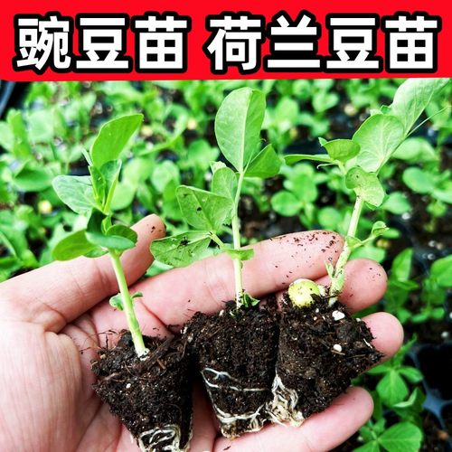豌豆苗荷兰豆秧苗青蚕豆紫玉豌豆水果蚕豆萝卜苗莴笋花菜苗蔬菜苗