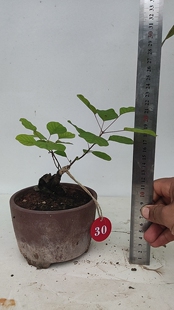 香山红叶黄栌小品老桩办公室茶台小品