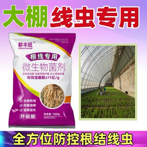 大棚根结线虫专用淡紫紫孢菌
