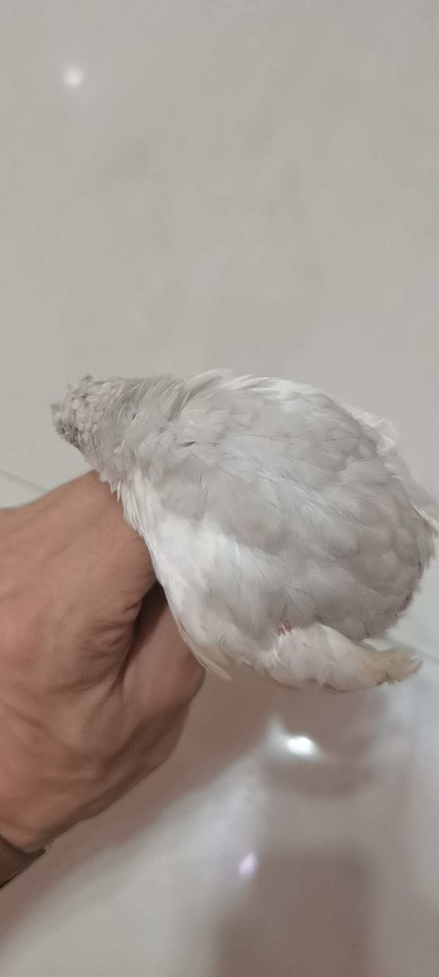 丁香鸡蛋奶茶礼服德系网红宠物鸡观赏新鲜鸡蛋小小鸡迷你鸡非鹌鹑