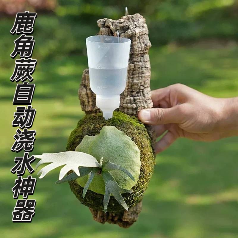 鹿角蕨浇水神器浇灌鹿角自动图片