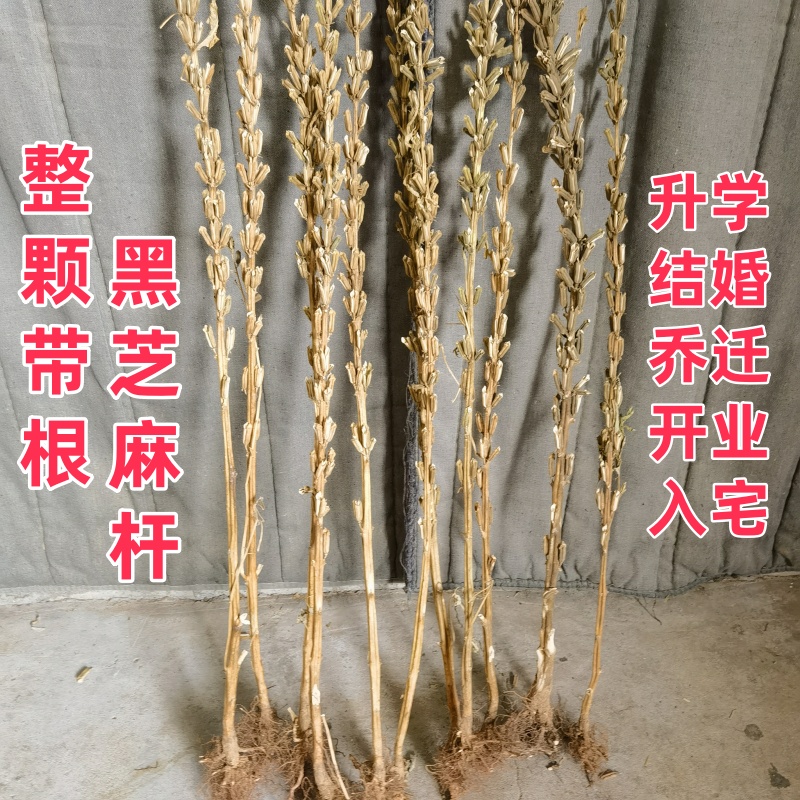 整颗带根黑芝麻杆乔迁新居结婚用