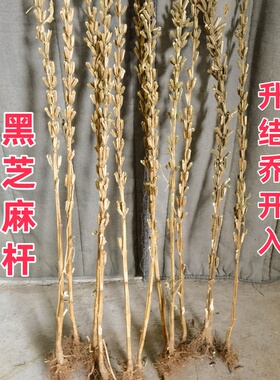 整颗带根黑芝麻杆乔迁新居结婚用