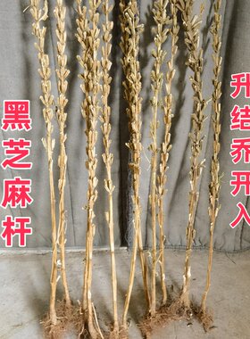 整颗带根黑芝麻杆乔迁新居结婚用