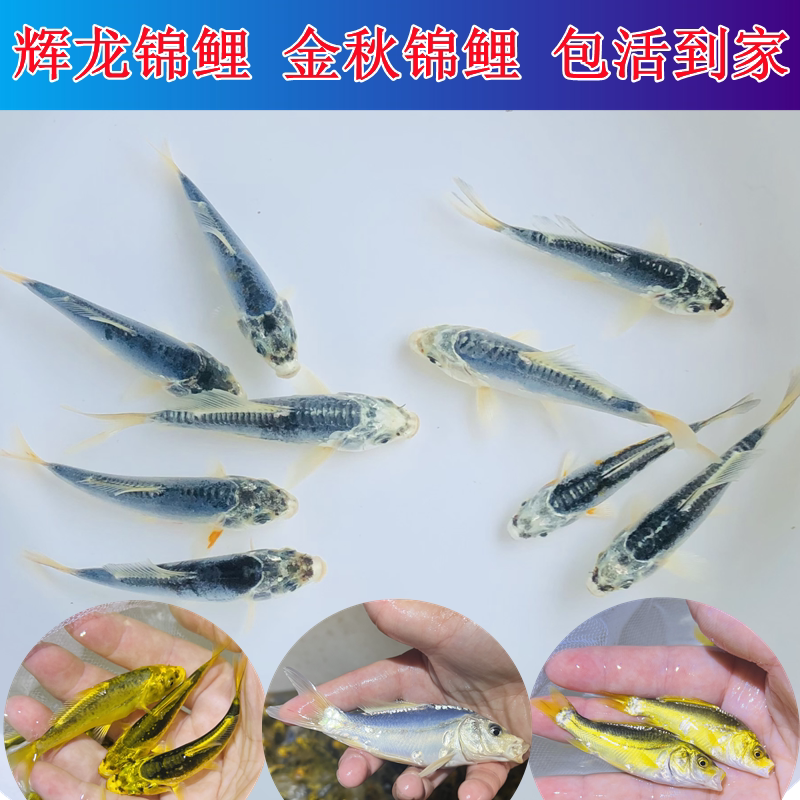 德系辉龙锦鲤纯种好养耐活图片