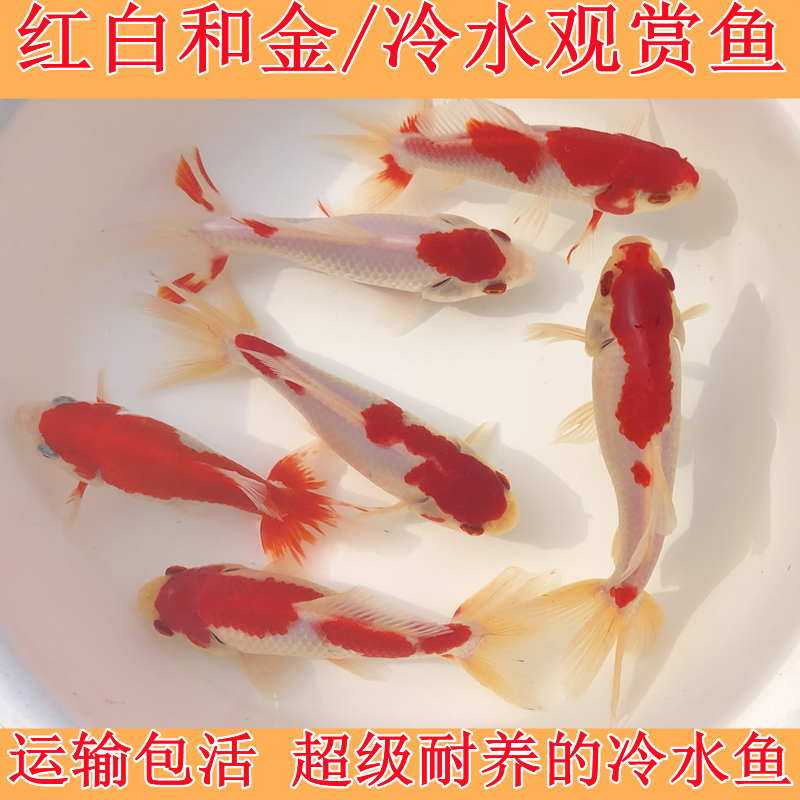 日本合金红白双尾练手易养观赏鱼
