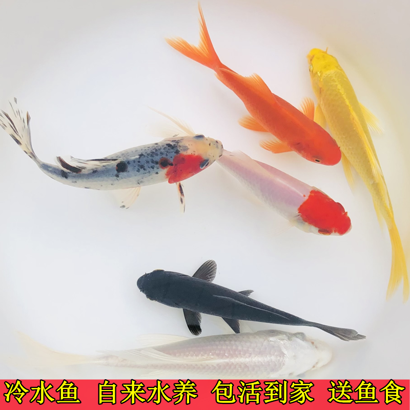 观赏鱼小红草金鱼好养冷水观赏金鱼锦鲤锦鲫活体小型鱼苗饲料鱼