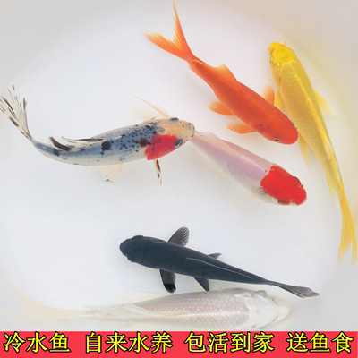冷水好养小型活体观赏金鱼锦鲤
