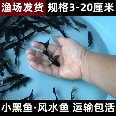 锦鲤黑色鲫苗金鱼小型淡水