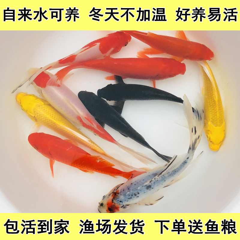 小型鱼观赏鱼锦鲤活体冷水鱼好养易活红色锦鲫草金淡水红鲫鱼金鱼
