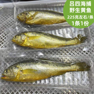 启东吕四海鲜特产海捕野生新鲜大黄鱼节日送礼按条出售顺丰包邮