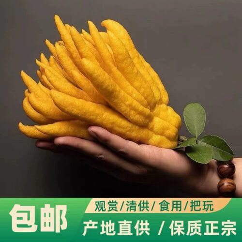 现摘新鲜佛手柑大果可观赏
