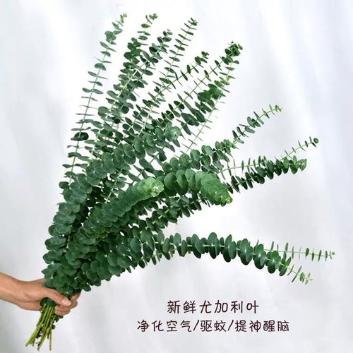 新鲜尤加利叶苹果绿叶尤加利圆叶婚庆混搭花植物叶卧室办公室北欧