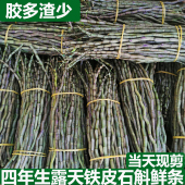 四年露天铁皮石斛干条石斛花石斛枫斗 新鲜铁皮石斛鲜条500克正品