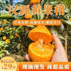 汉源石棉黄果柑青果新鲜水果柑橘非耙耙柑四川特产现摘产地直发