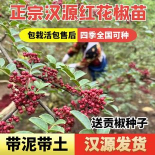 四川雅安汉源花椒树苗贡椒非大红袍藤椒死苗赔汉源发货当年结果