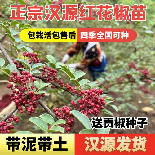 汉源发货正宗贡椒苗假一赔十