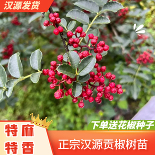 四川雅安汉源花椒树苗贡椒非大红袍藤椒死苗赔汉源发货地栽盆栽