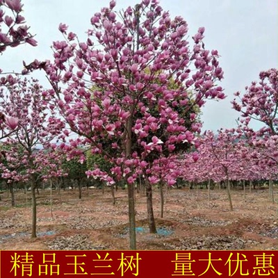 紫玉兰树苗庭院彩色植物红白花卉