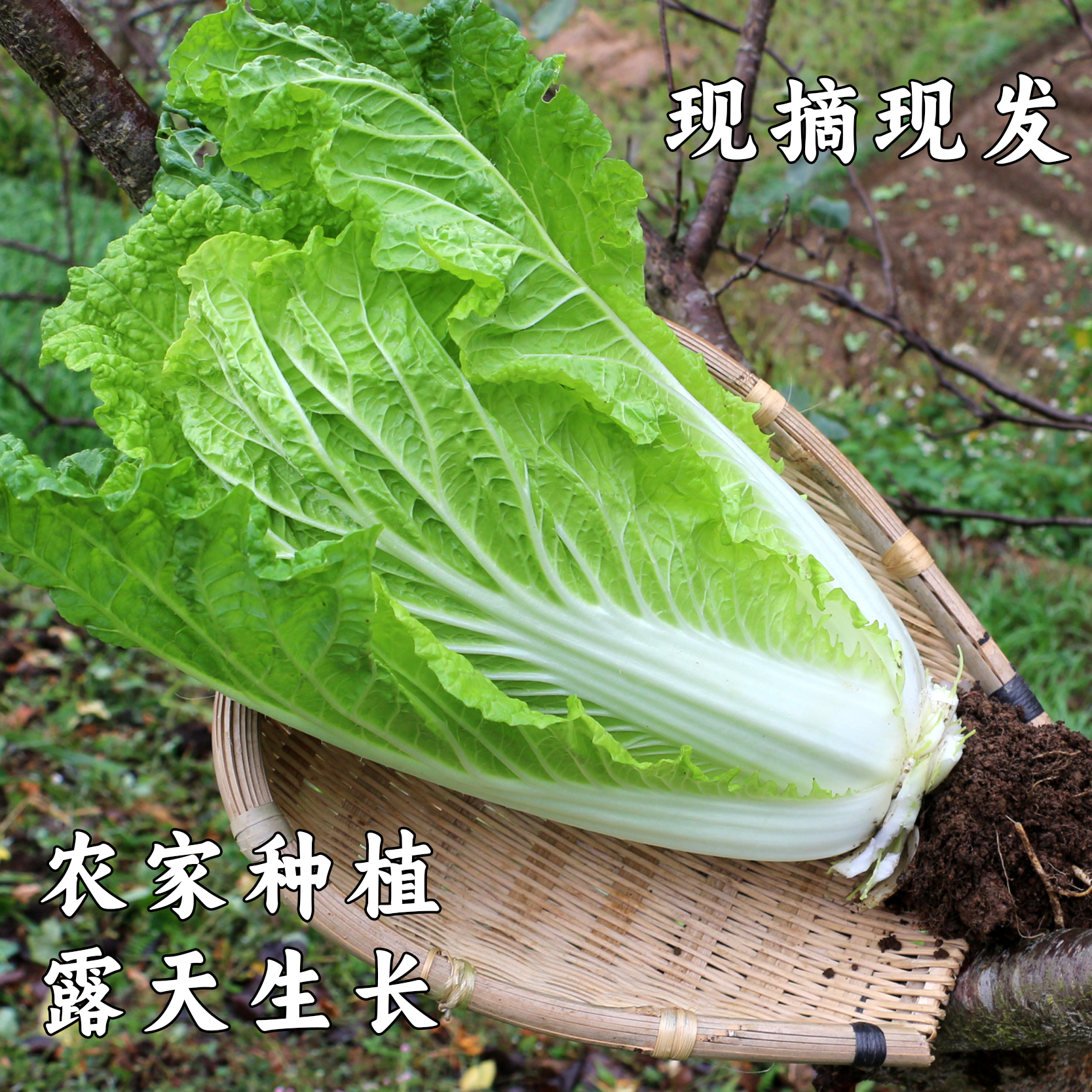 贵州农家特产大白菜新鲜现摘现发蔬菜青甜可口青白菜500g包邮包赔